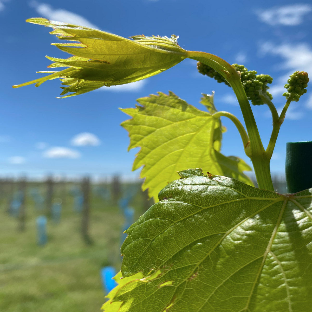 Rosé – rosemary, mint + our vineyard wine